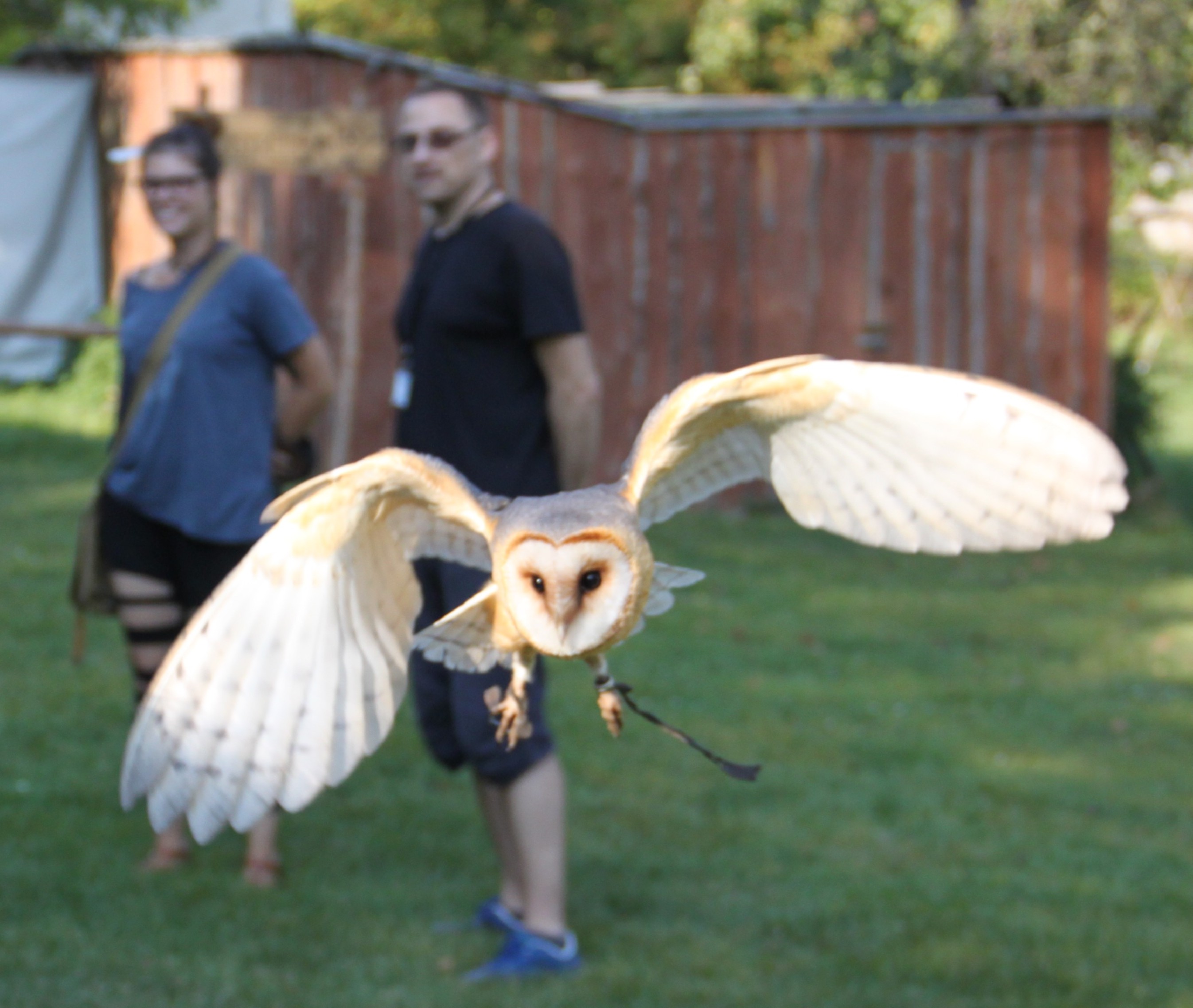 Falconry - owl - video